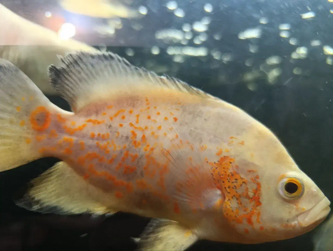 فروش ماهی اسکار|ماهی|شهرضا, |دیوار