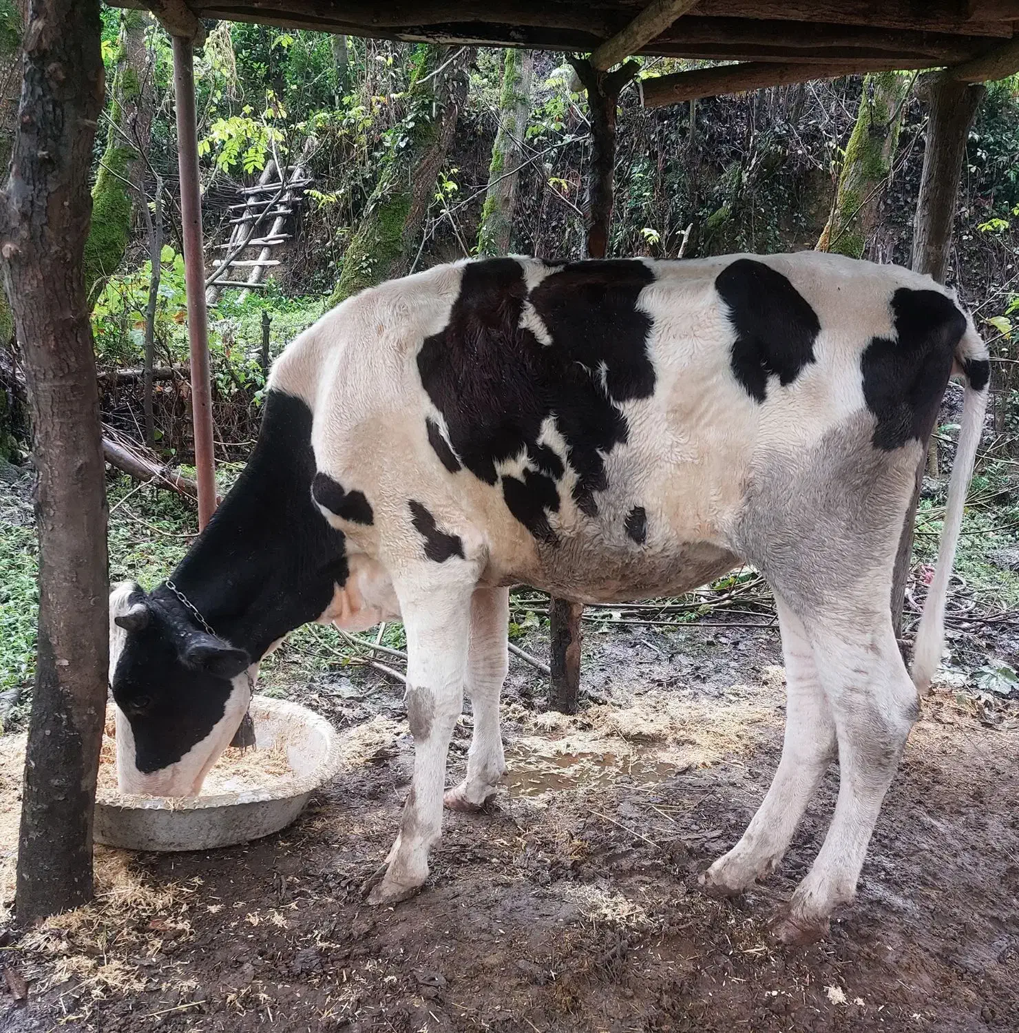 گاو لیشه دورگ هلشتاین|حیوانات مزرعه|سیاهکل, |دیوار