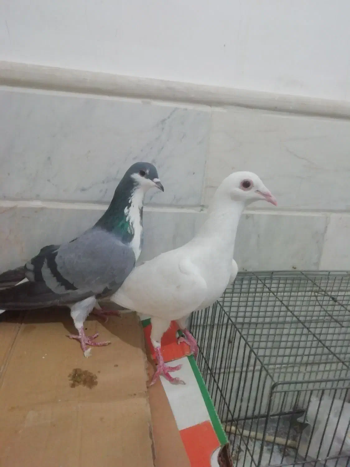 کبوتر خرقه ماده آلمانی|پرنده|قم, نوبهار|دیوار