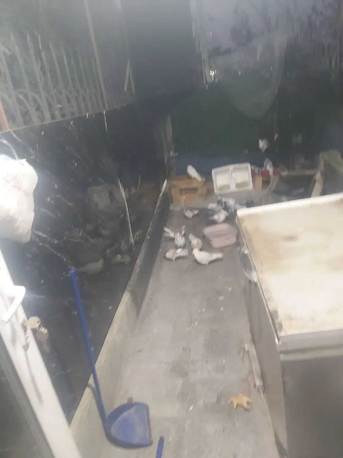 کفتر|پرنده|تهران, هروی|دیوار