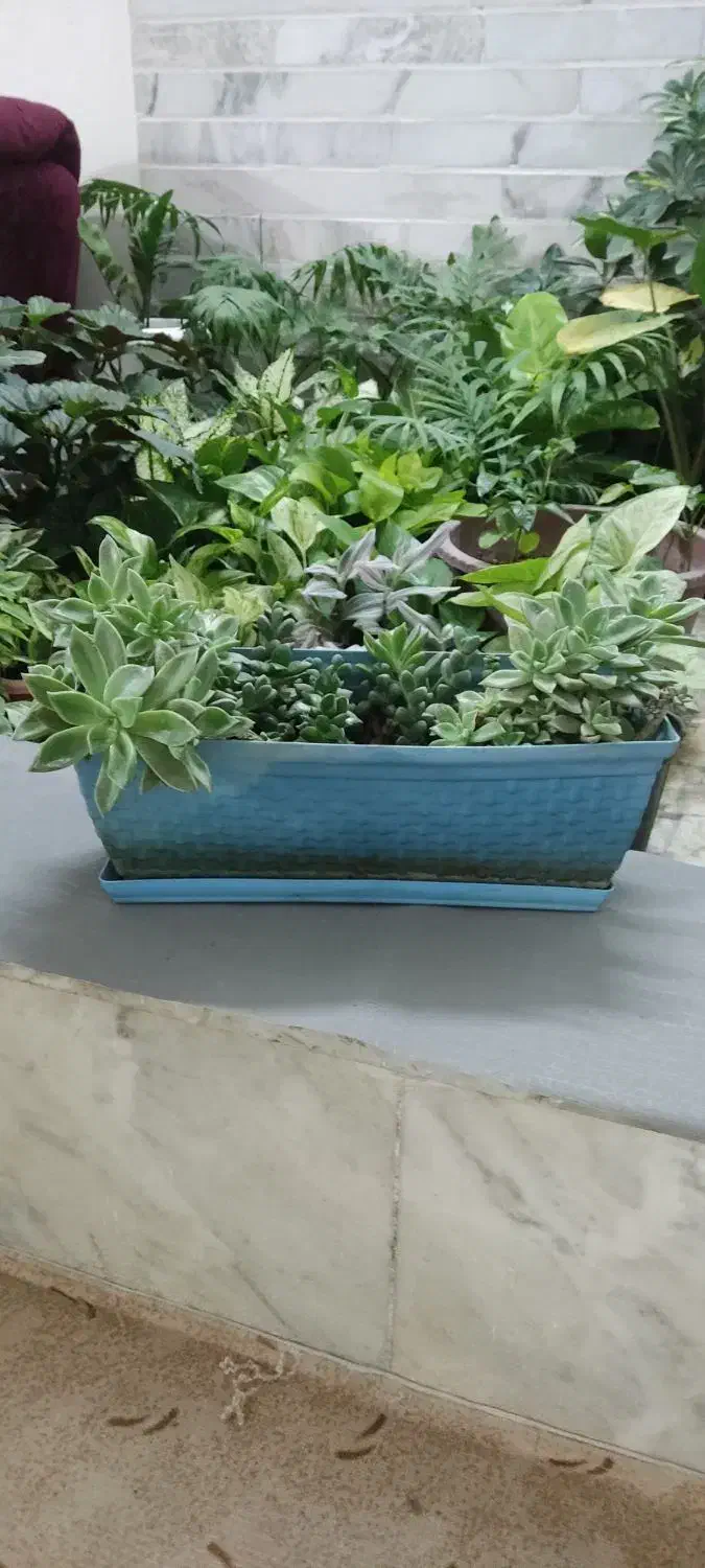 آپارتمانتو با این گلها زیباتر کن|گل و گیاه طبیعی|شاهینشهر, خبرنگار|دیوار