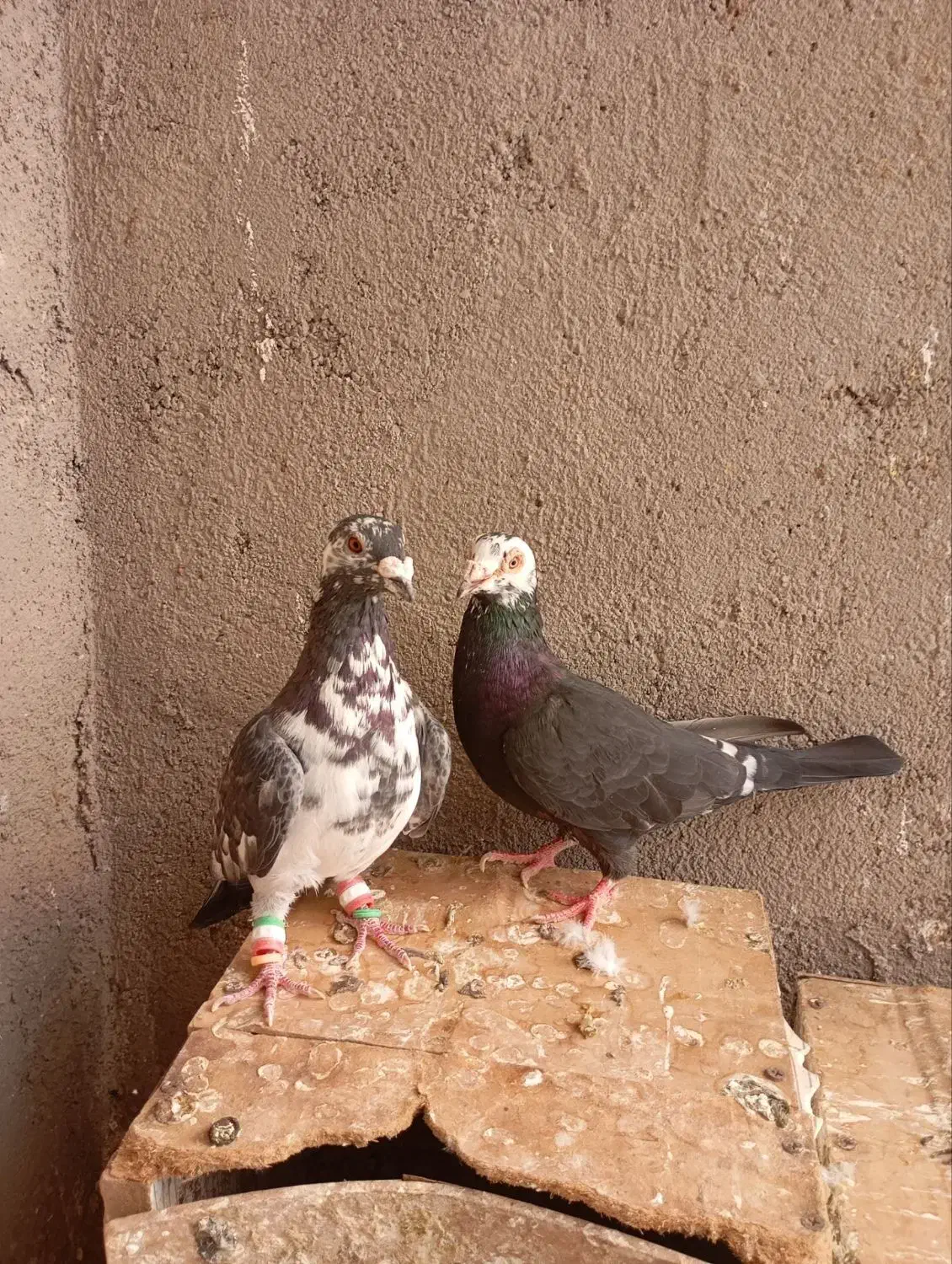 کفتر|پرنده|تربت جام, میان جام|دیوار