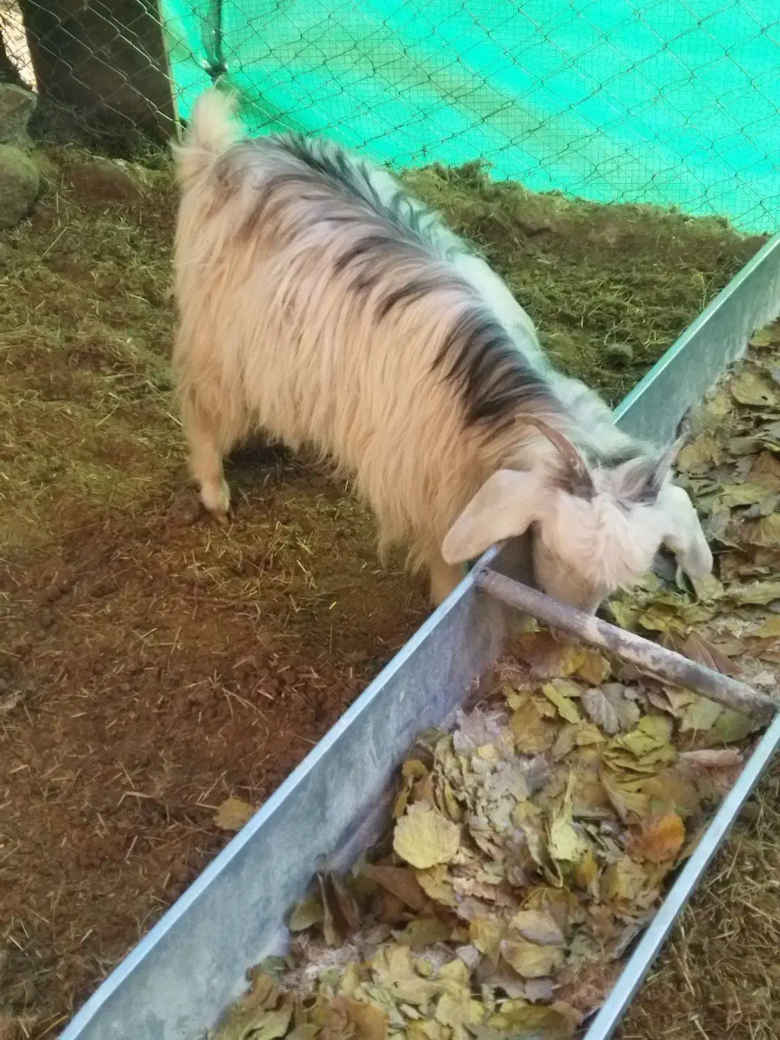 بزغاله های نر ماده پرگوشت چاق برای قربانی|حیوانات مزرعه|ماکو, |دیوار