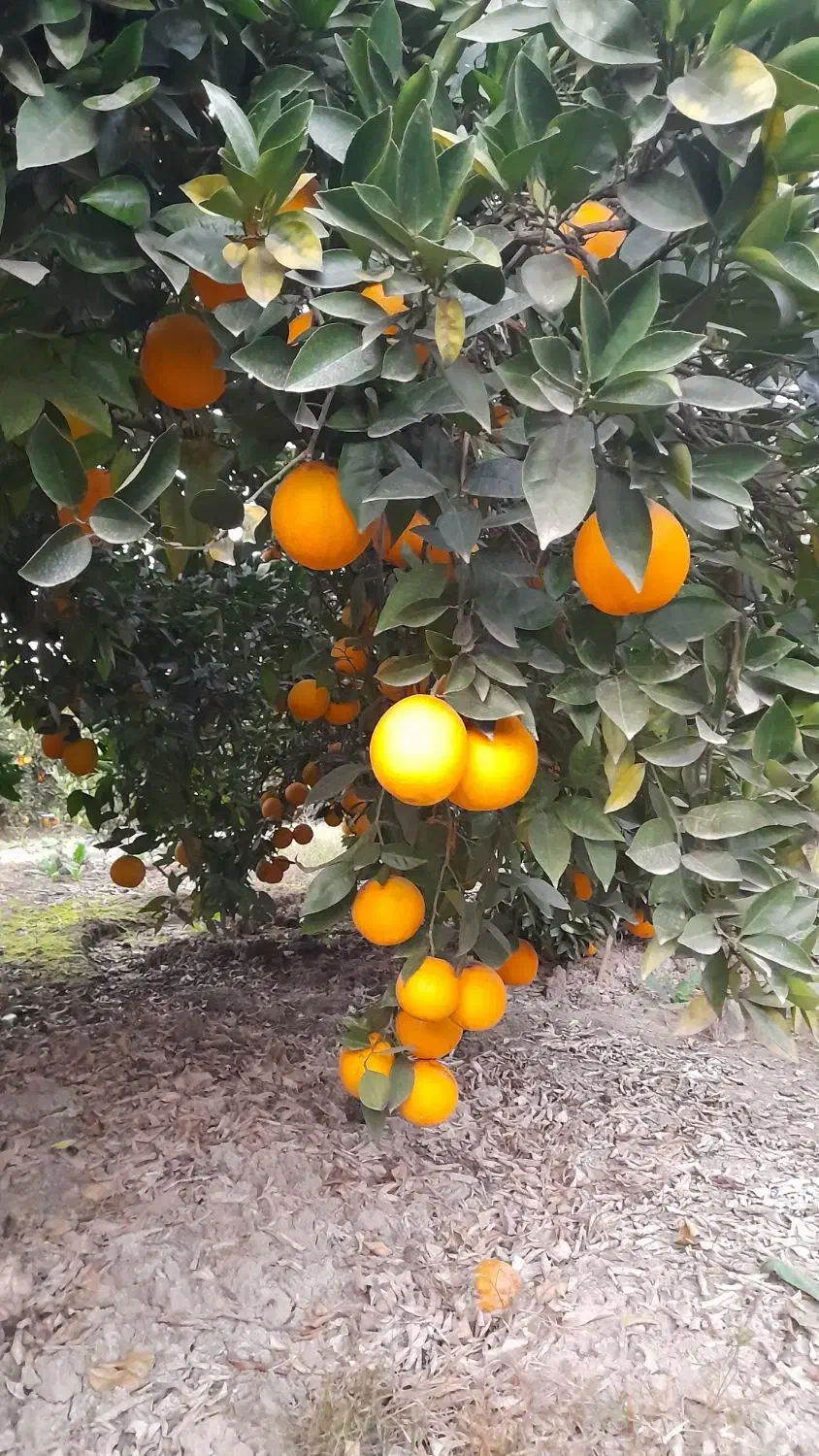 پرتقال تامسون و خونی ۱۰ تن درجه ۱|خوردنی و آشامیدنی|ساری, |دیوار