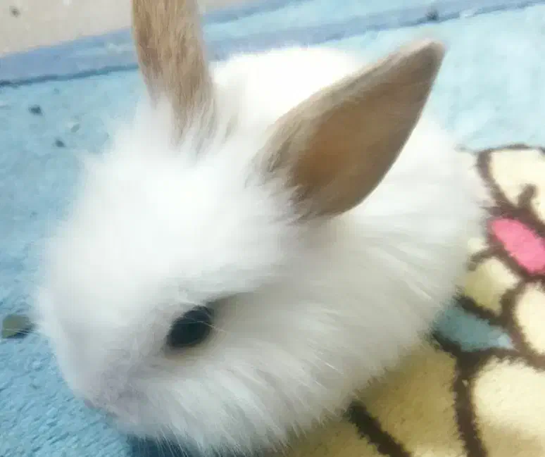 خرگوش لوپ|موش و خرگوش|سبزوار, چهارراه فرودگاه|دیوار