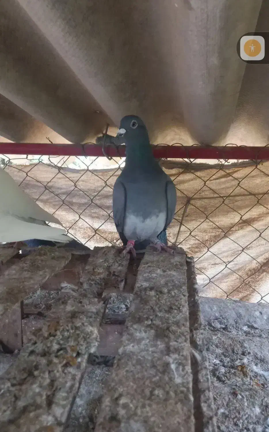 فروشی|پرنده|سرخنکلاته, |دیوار