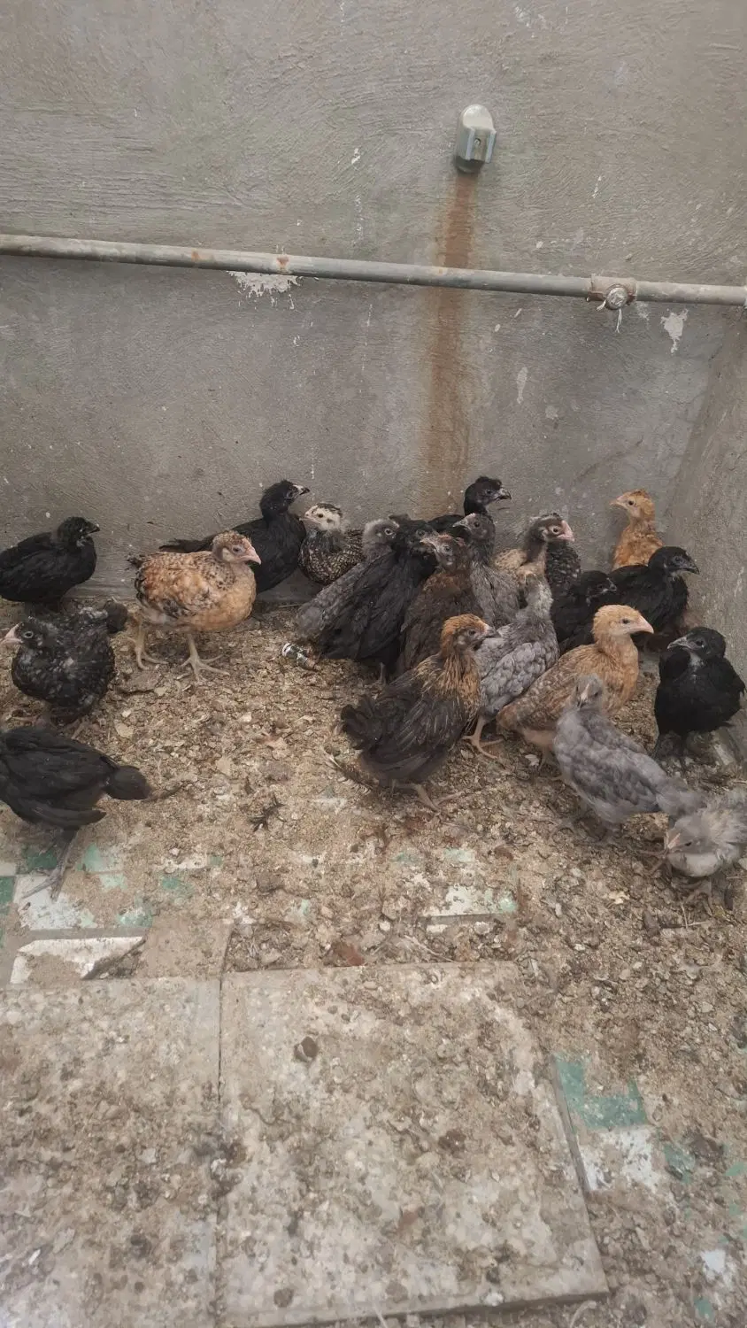 دانه مرغ .گندم.جو .ذرت خورده گندم مخلوط کفتری|لوازم جانبی حیوانات|شیراز, سیاه سنگ|دیوار