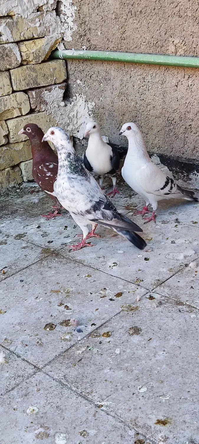 کفتر پلاکی|پرنده|شیراز, کوشک میدان|دیوار