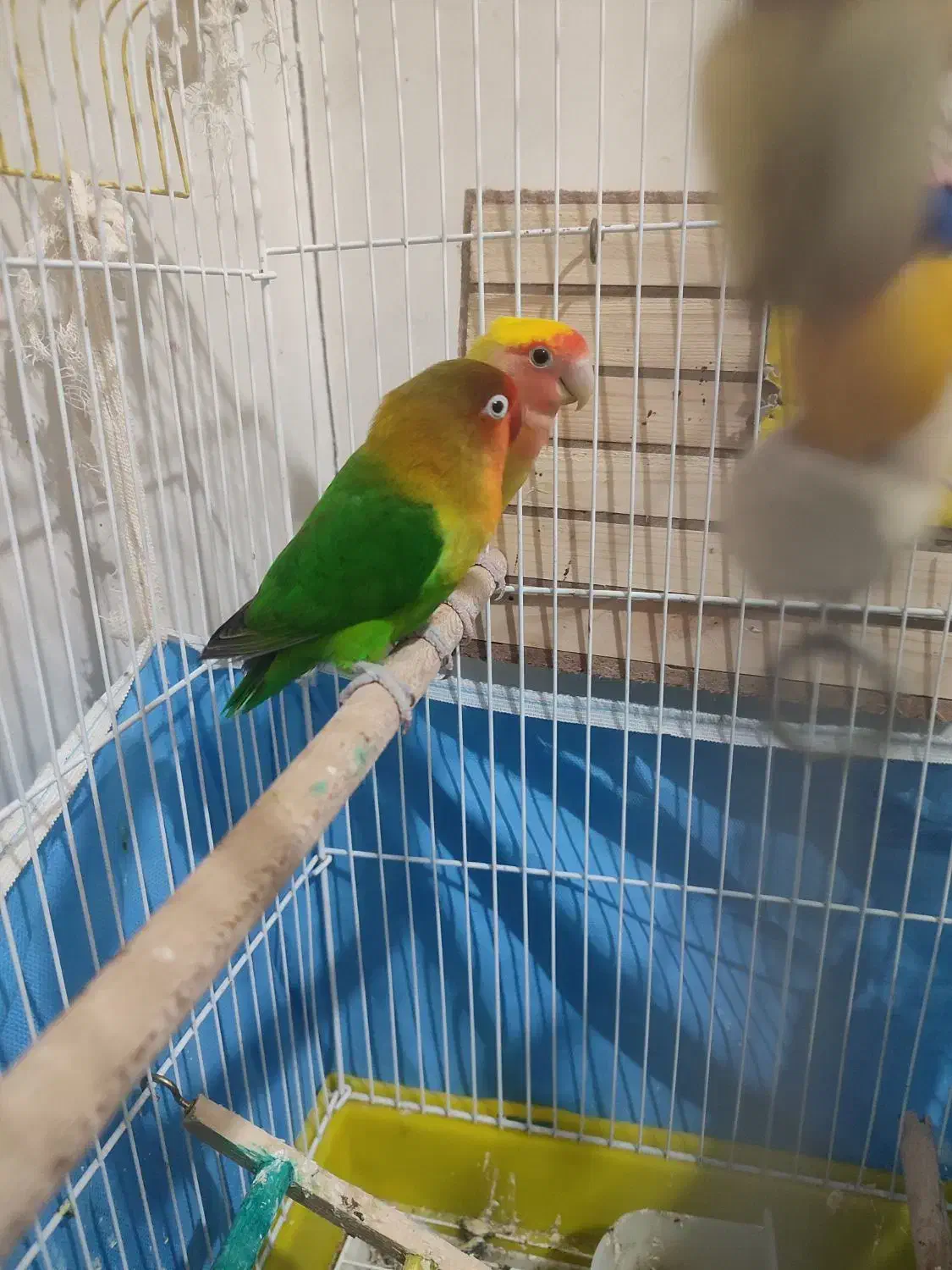 سه عدد طوطی برزیلی|پرنده|اشتهارد, |دیوار