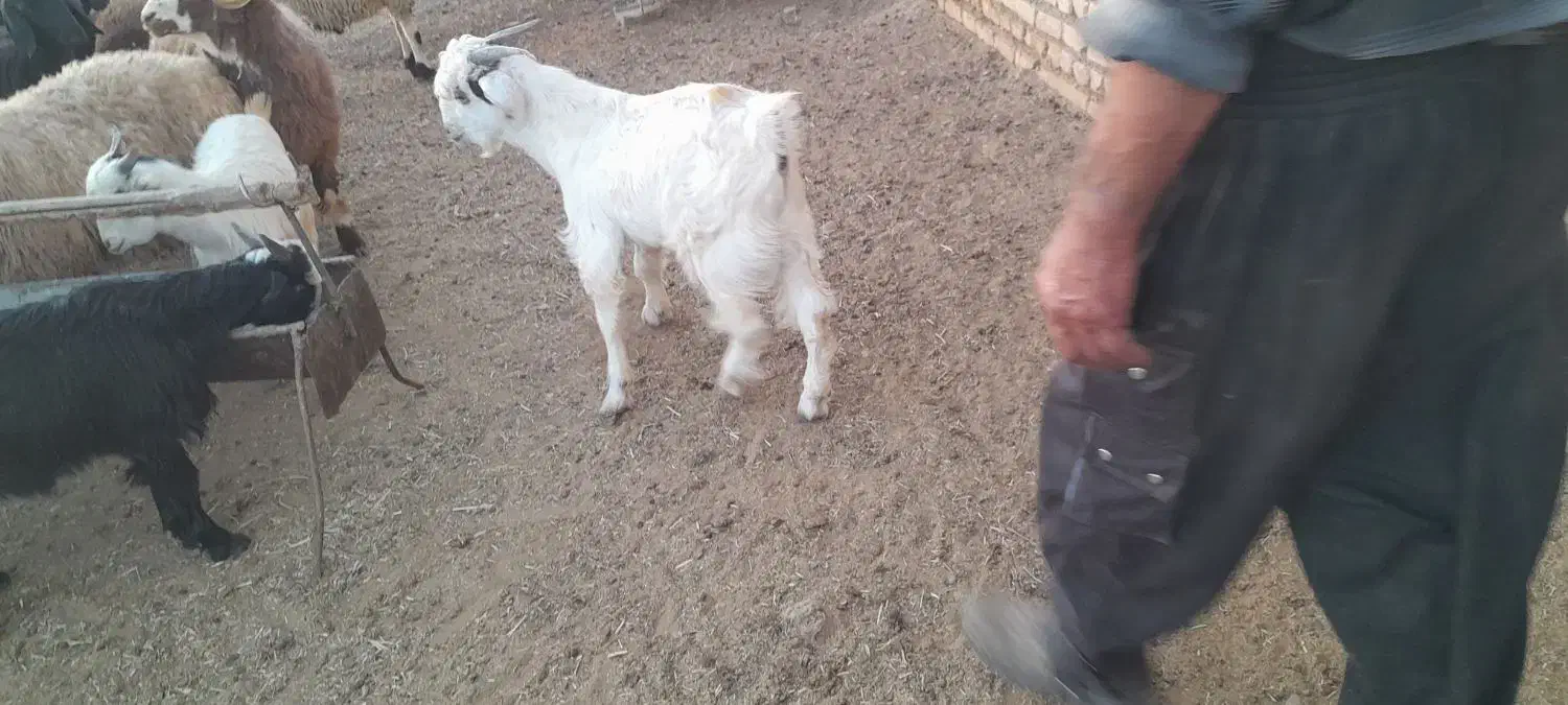 فروش کهره|حیوانات مزرعه|آباده, |دیوار