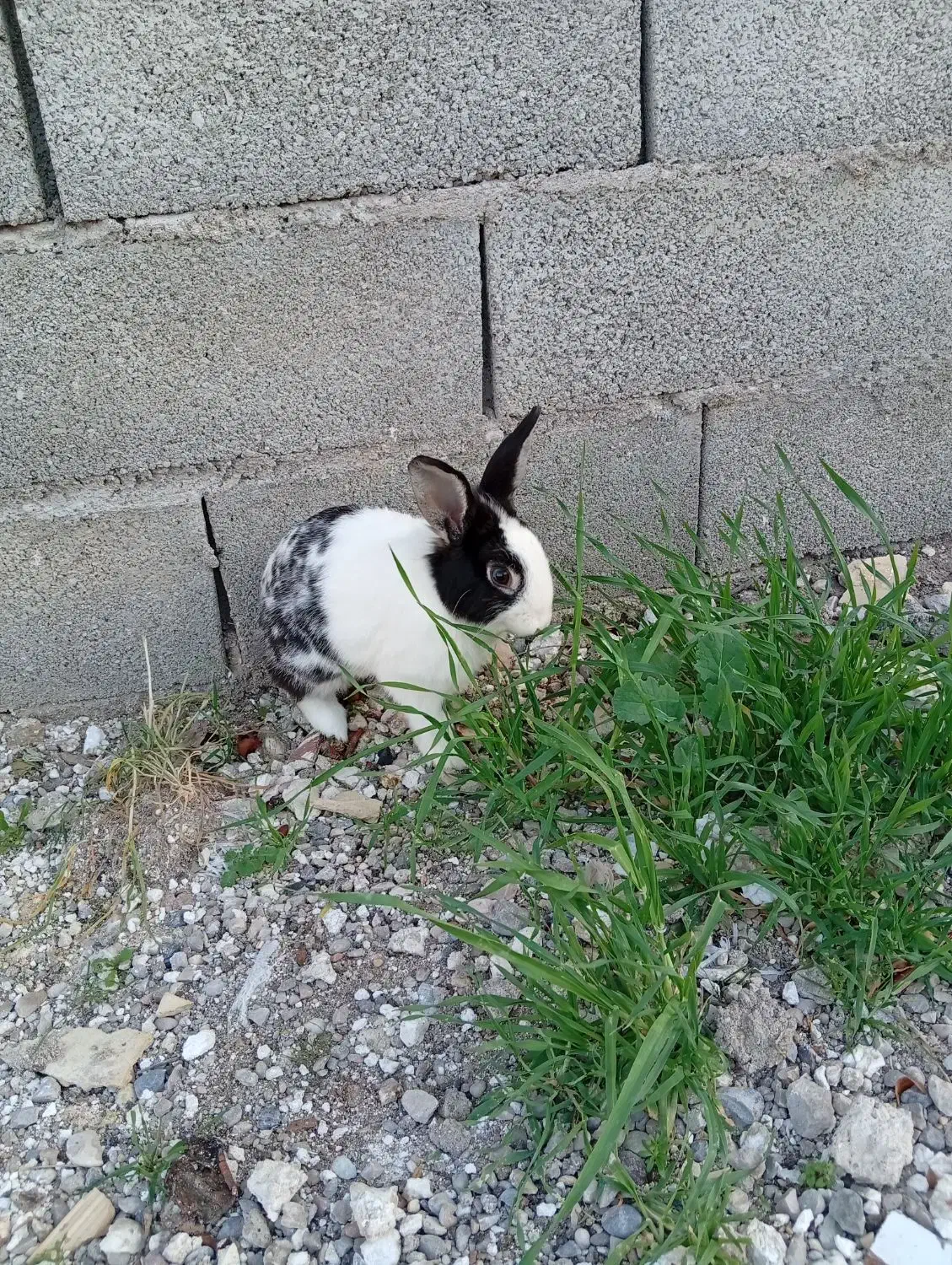 خرگوش‌نر|موش و خرگوش|مسجد سلیمان, |دیوار