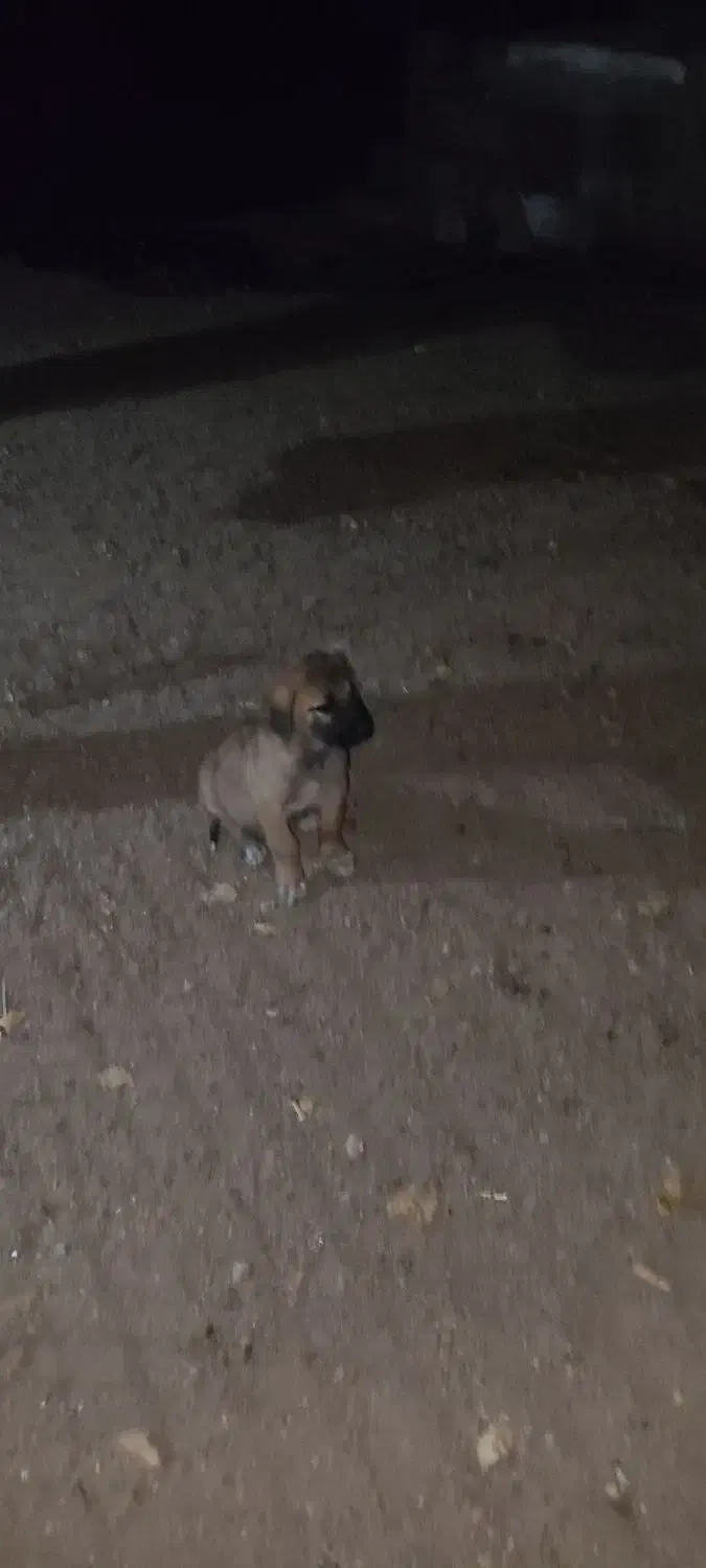 گمشده|سگ|مرند, |دیوار