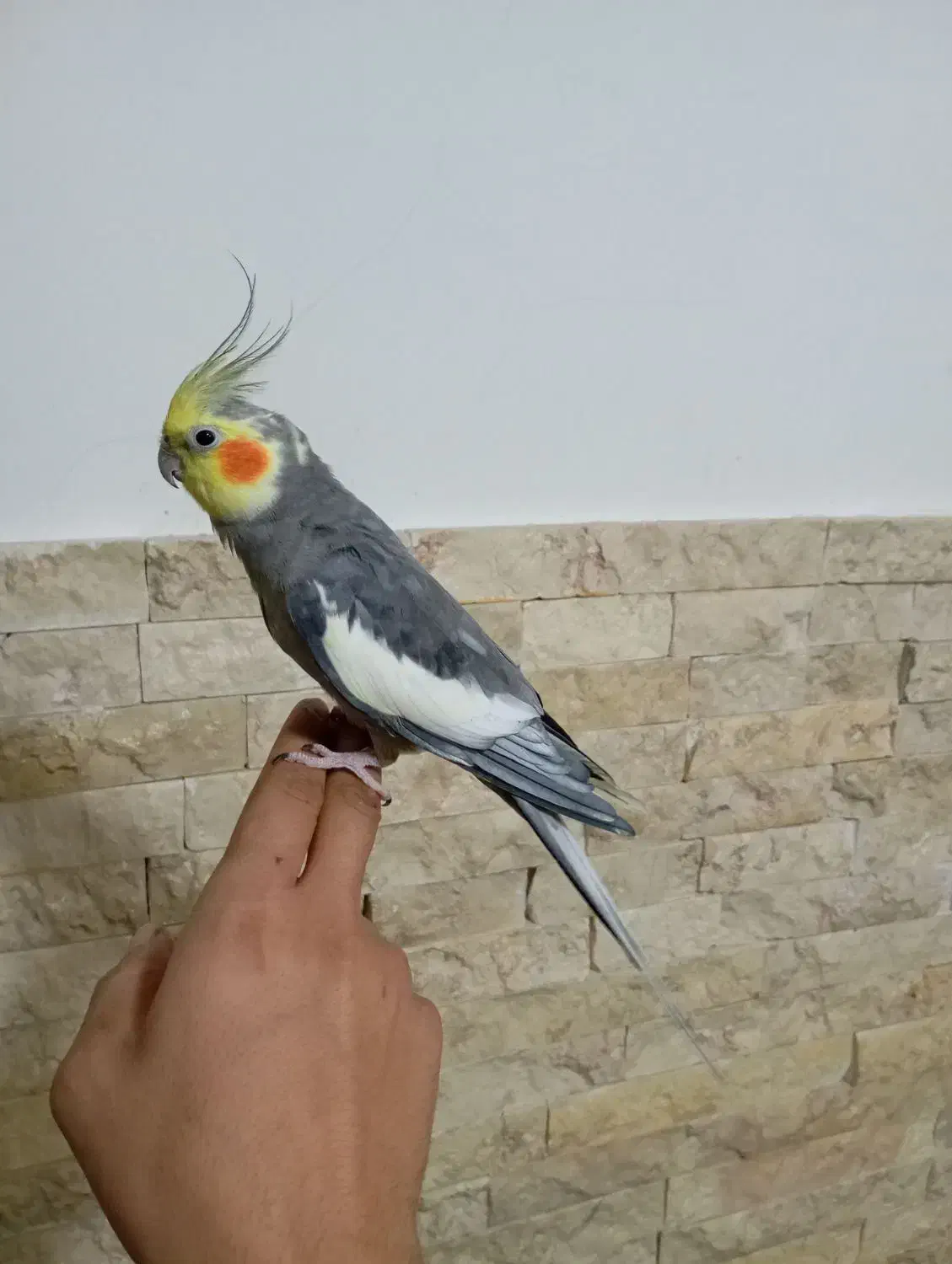 عروس هلندی نر مست دستی|پرنده|اسلام‌شهر, شهرک سالور|دیوار