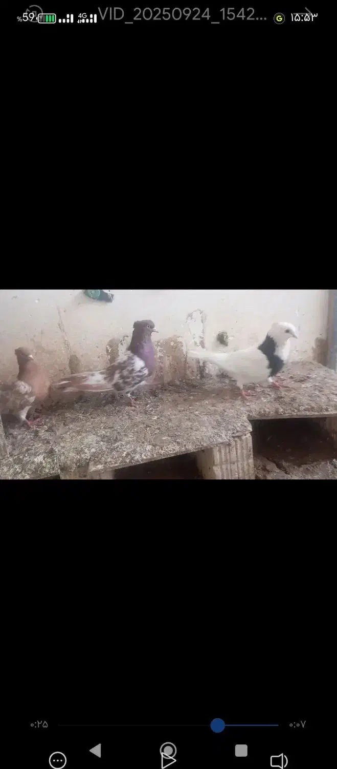 کبوتر|پرنده|آشخانه, |دیوار