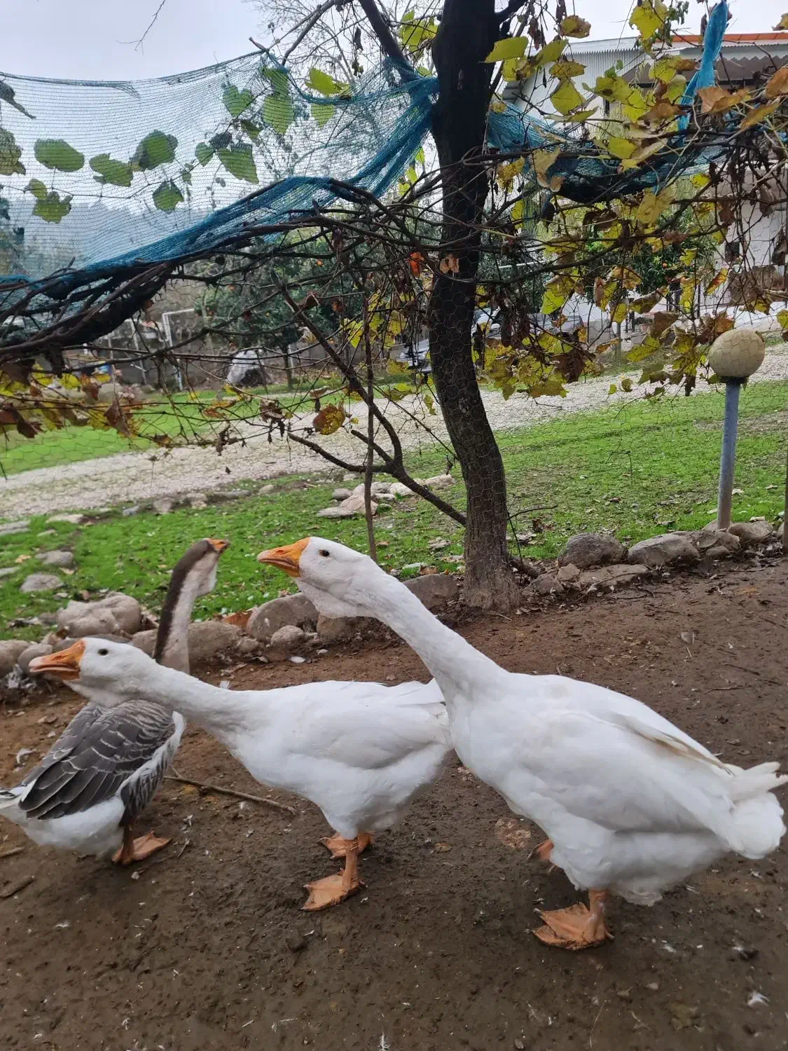 قوغاز میکس لیندا خالماگوری ماده|حیوانات مزرعه|لیسار, |دیوار