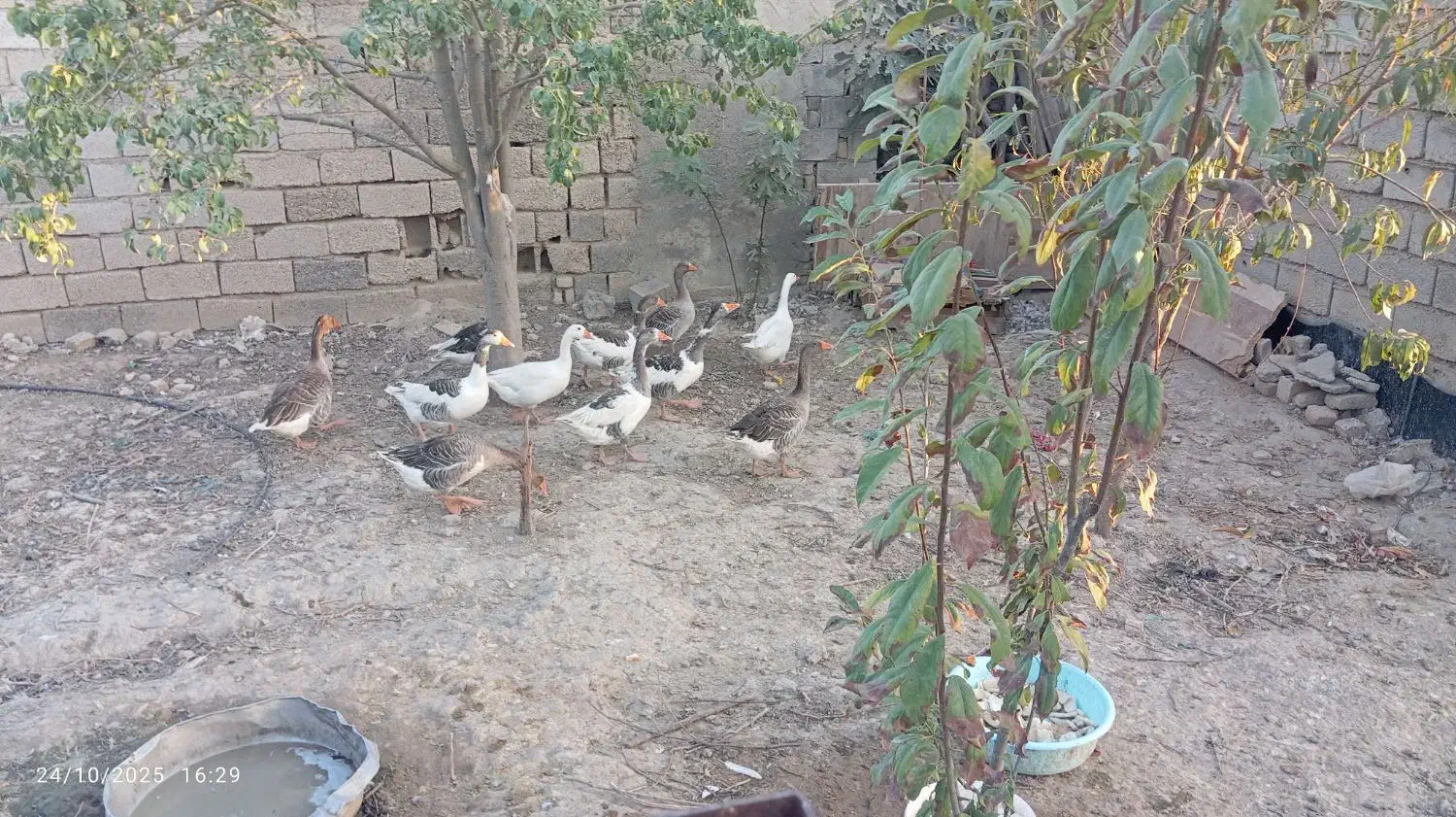 غاز جوان و یک بوقلمون ماده بزرگ|حیوانات مزرعه|انبارآلوم, |دیوار