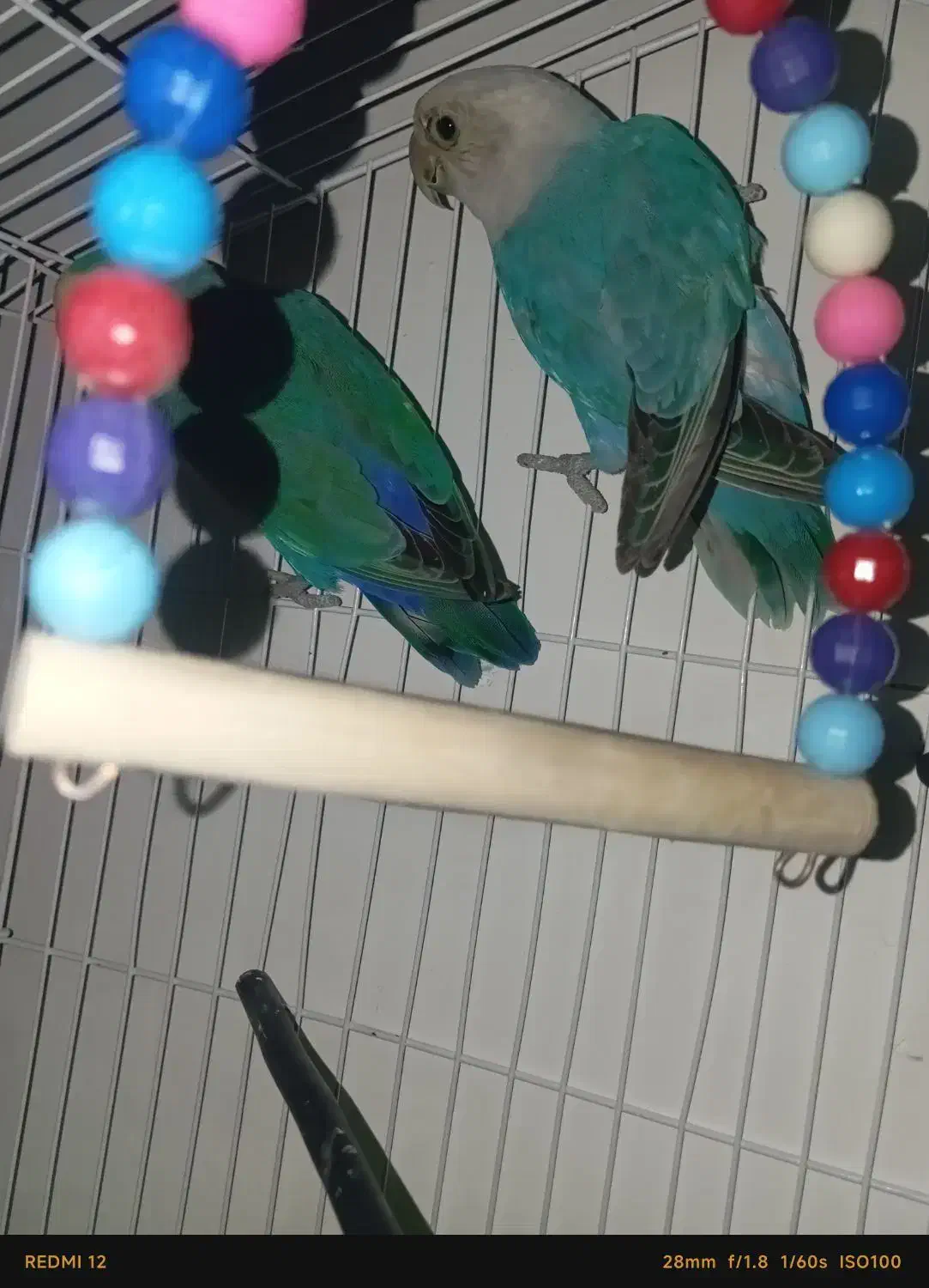 کتوله|پرنده|سراوان, |دیوار