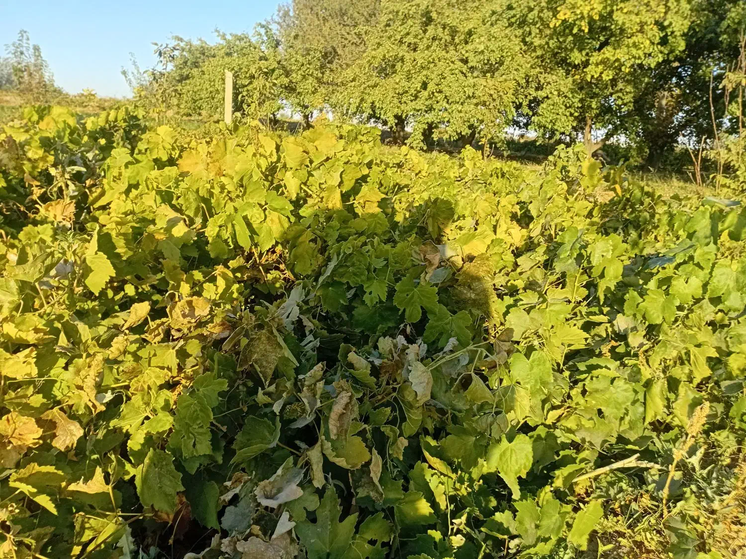 ریشه انگور|خدمات باغبانی و درختکاری|میاندوآب, |دیوار