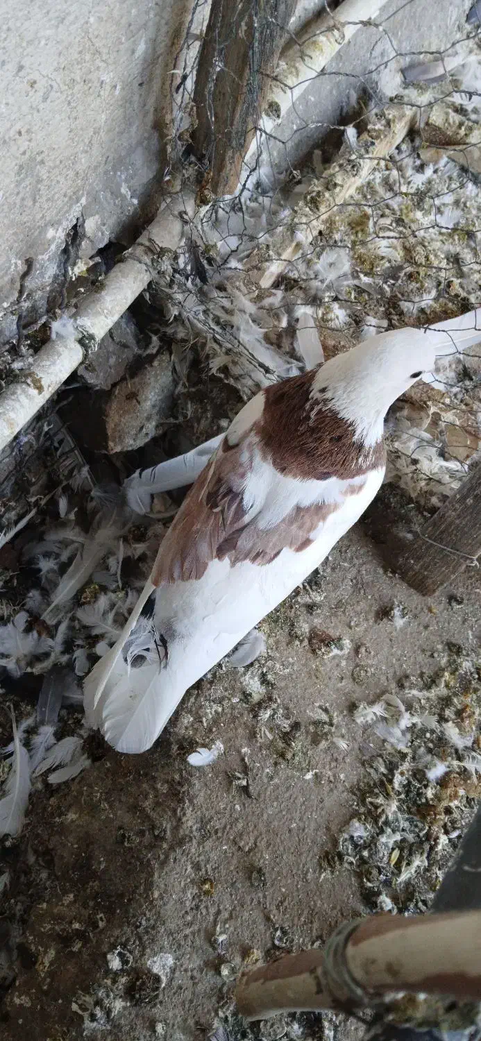 کبوتر|پرنده|ری, امین آباد|دیوار