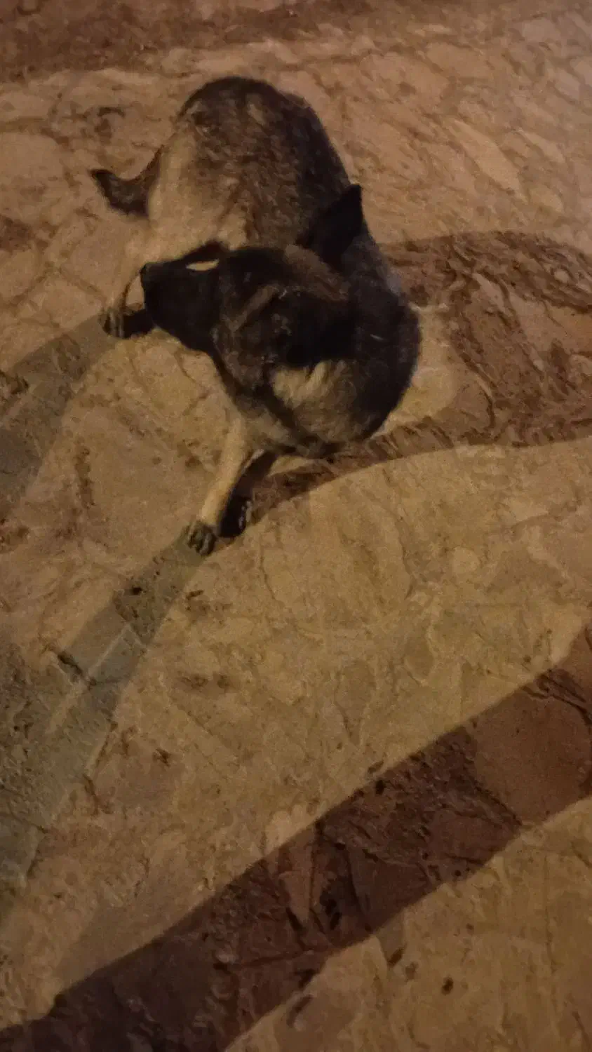 سگ گرگی|سگ|قهستان, |دیوار