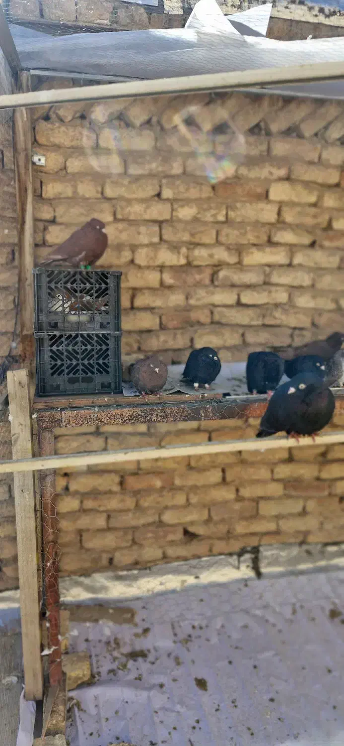 کبوتر|پرنده|مبارکه, |دیوار