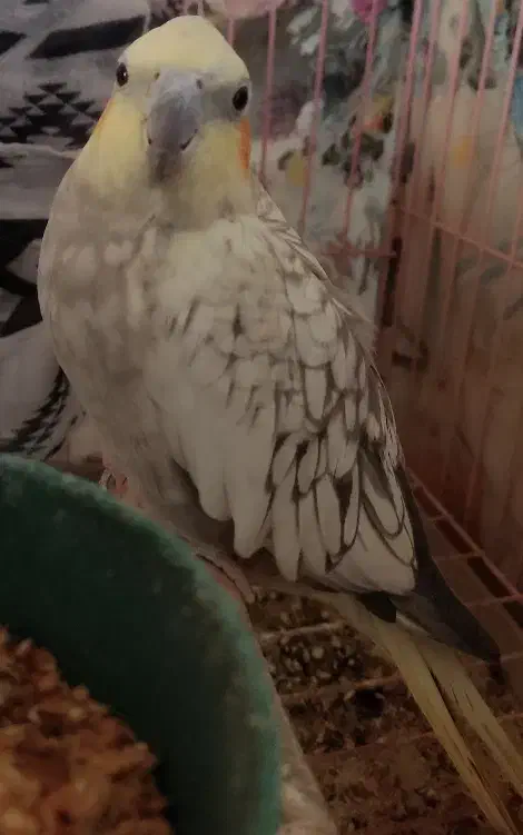 عروس هلندی|پرنده|قزوین, |دیوار