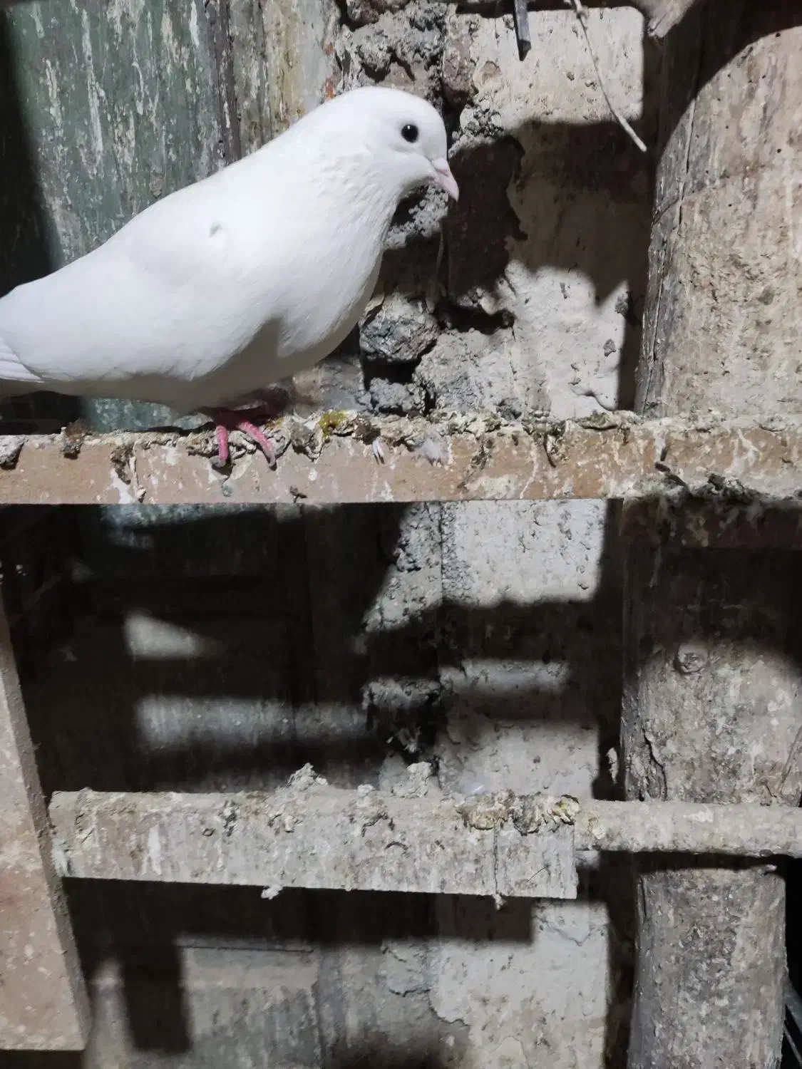 کبوتر گمشده در نمین|پرنده|عنبران, |دیوار