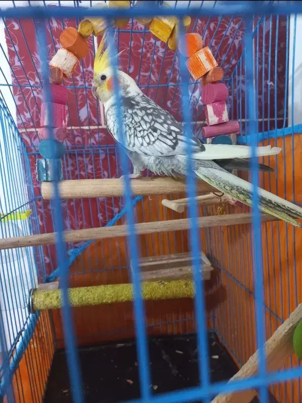 عروس هلندی گل باقالی مرواریدی|پرنده|بم, |دیوار