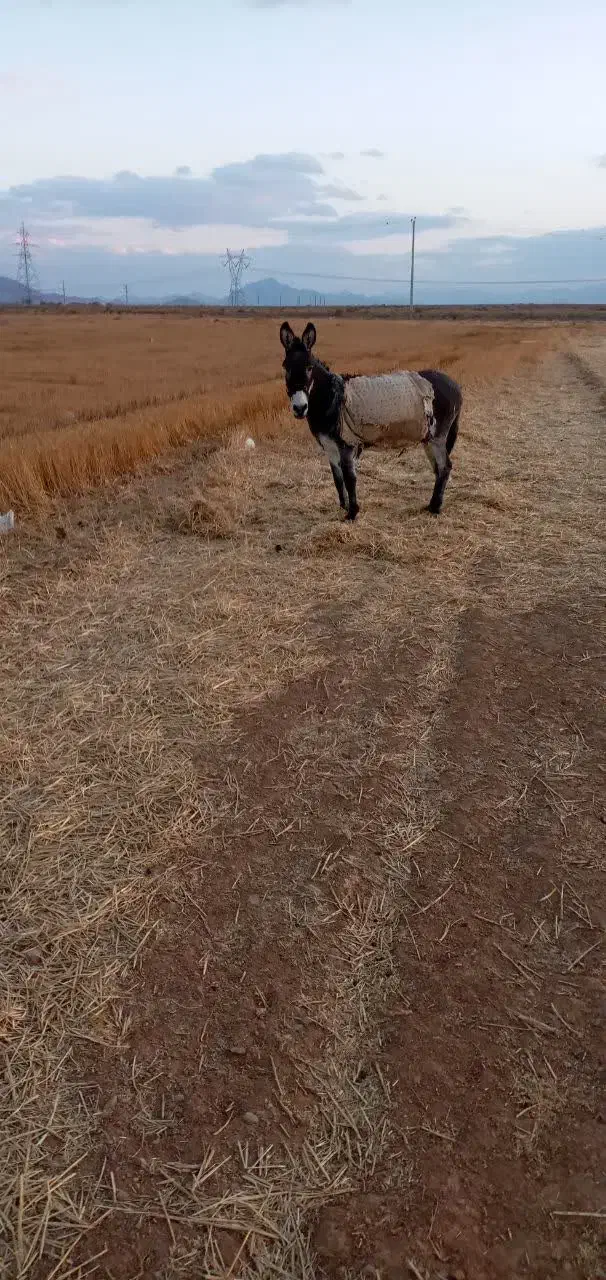 خرماده|حیوانات مزرعه|مبارکه, |دیوار