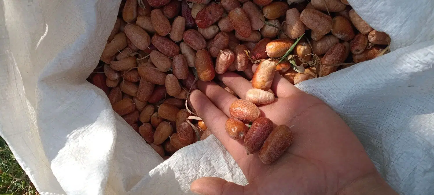 سنجد|خوردنی و آشامیدنی|زنجانرود, |دیوار