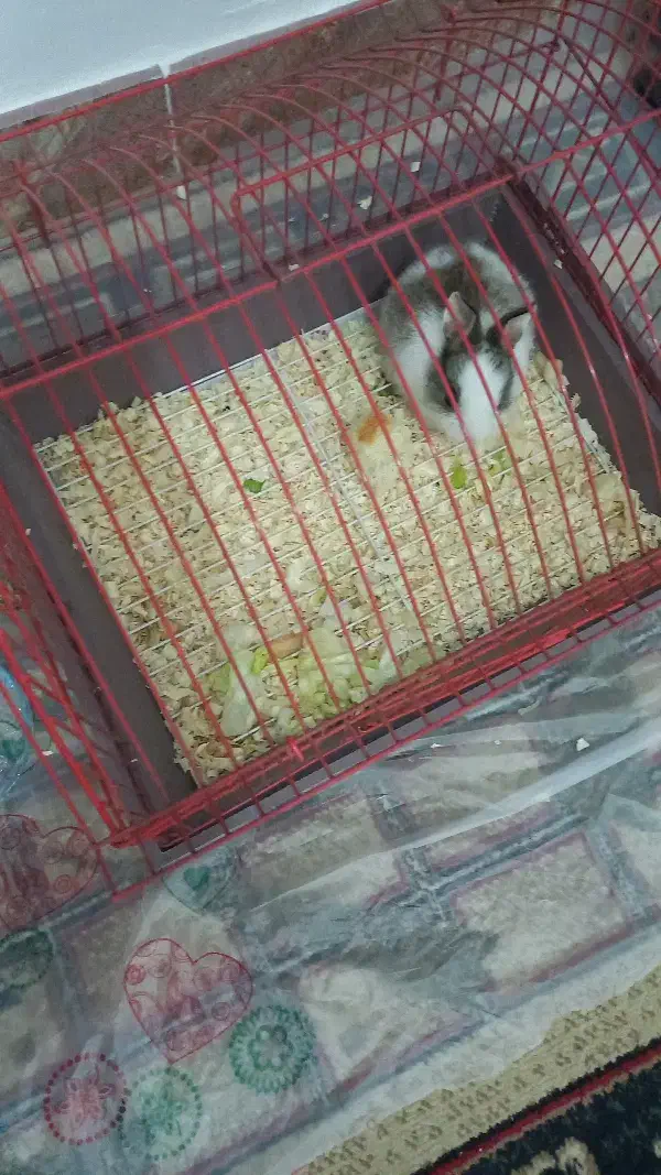 واگذاری خرگوش مینیاتوری|موش و خرگوش|ورامین, ورامین|دیوار