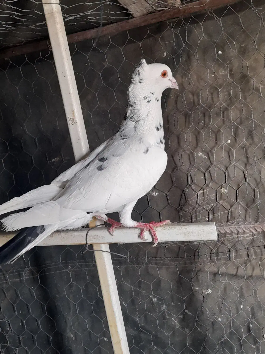 کفتر چپ|پرنده|گلبهار, نوبهار|دیوار