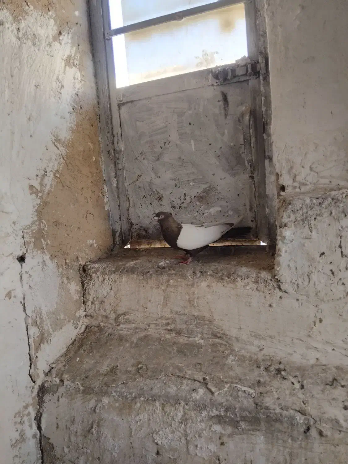 کفتر سینه ای نر|پرنده|آبیک, |دیوار