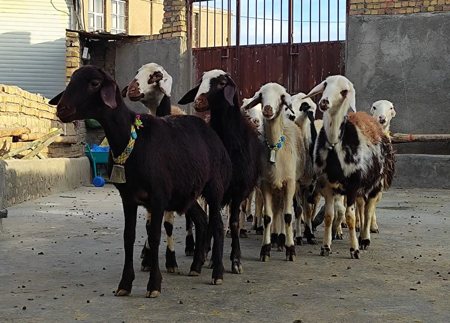 بره ماده عتیقه|حیوانات مزرعه|بروجرد, |دیوار