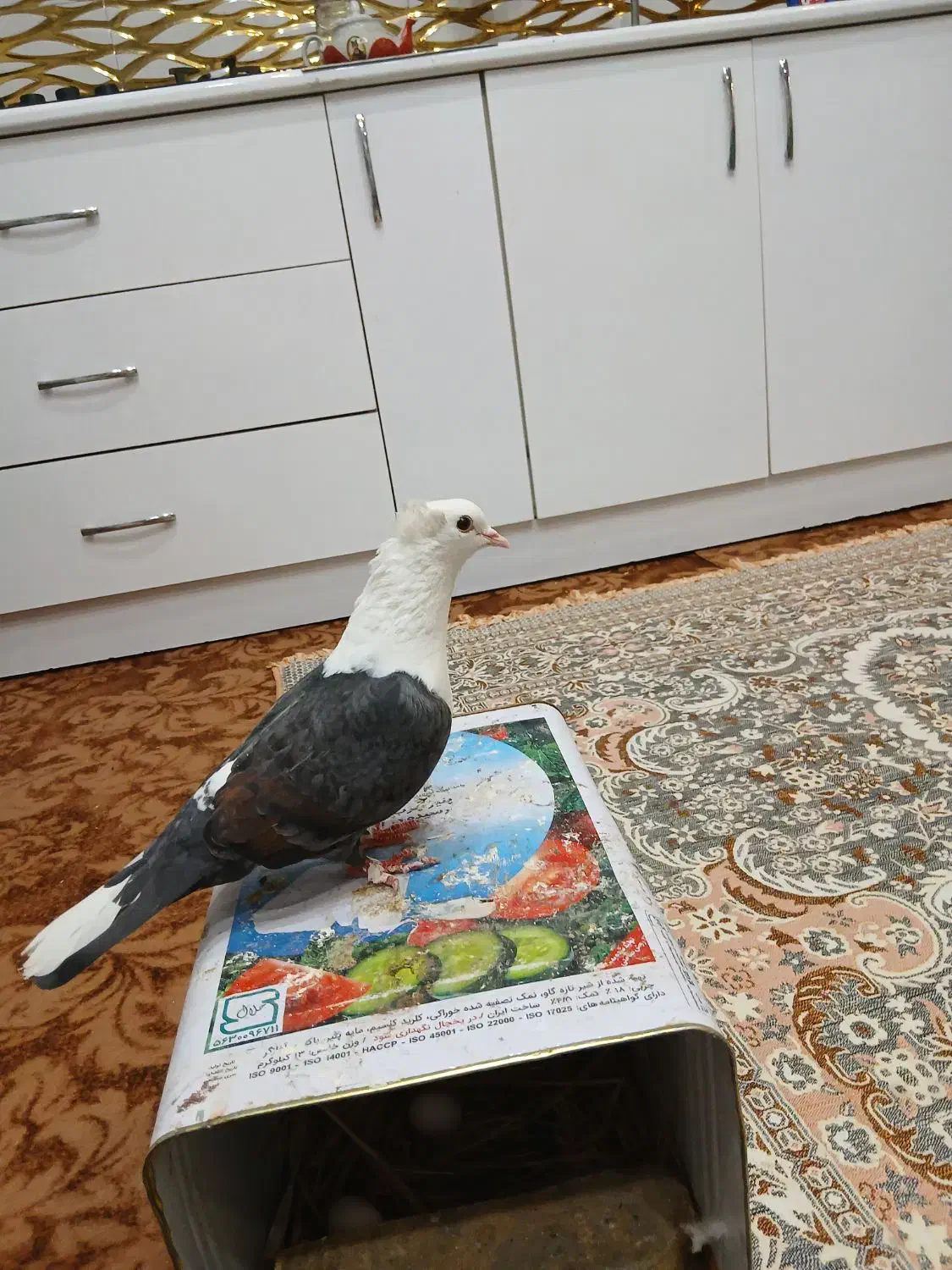 ماده کلاغ سبز|پرنده|مشهد, شهید آوینی|دیوار