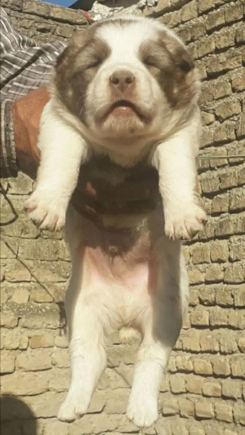 آلابای بااصالت نگهبان.. گله ای و..فی فقط سه|سگ|مشهد, ترمینال|دیوار