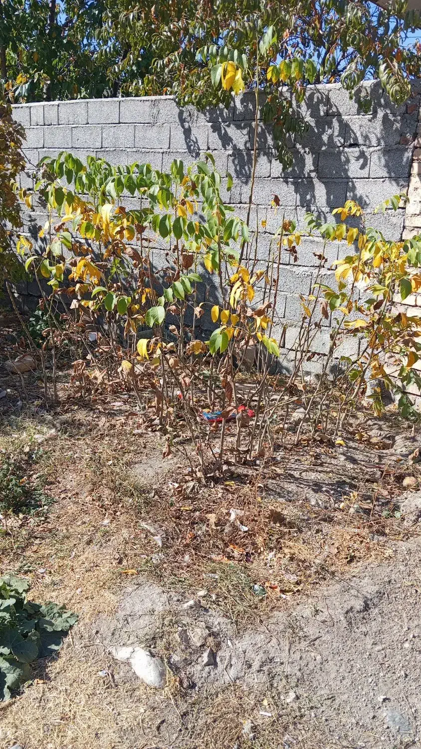 نهال گردوی کاغذی|خدمات باغبانی و درختکاری|سیلوانه, |دیوار