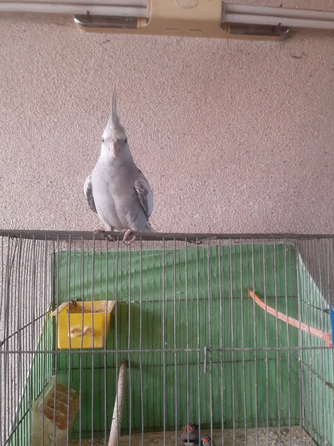 یک عدد عروس هلندی نر۸ماهه ایزابلا کاملادستی وسخنگو|پرنده|مشهد, موعود|دیوار