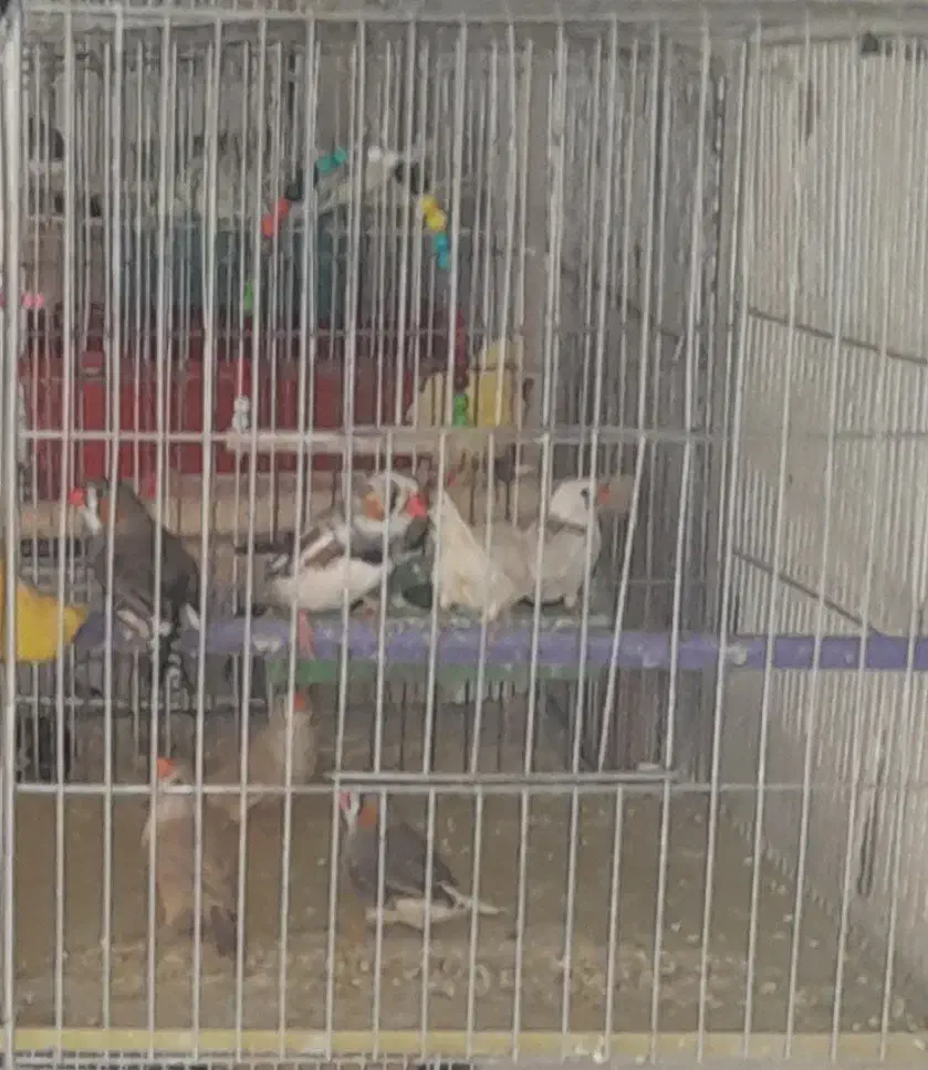 انواع .فنچ|پرنده|اردستان, |دیوار