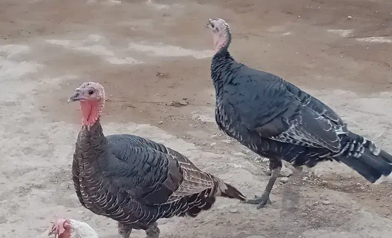 بوقلمون ارگانیک|حیوانات مزرعه|بوکان, |دیوار