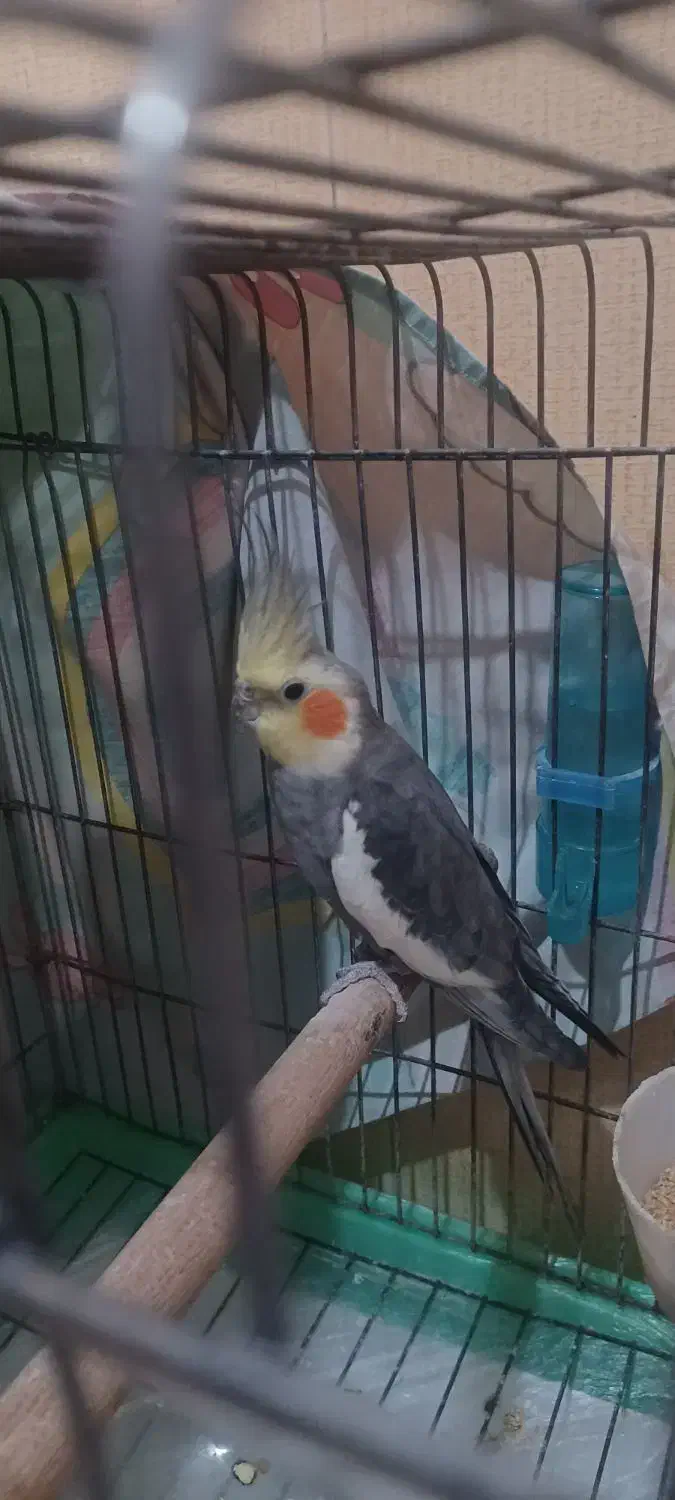 عروس هلندی نر با تغذیه ی سالم|پرنده|امیدیه, |دیوار