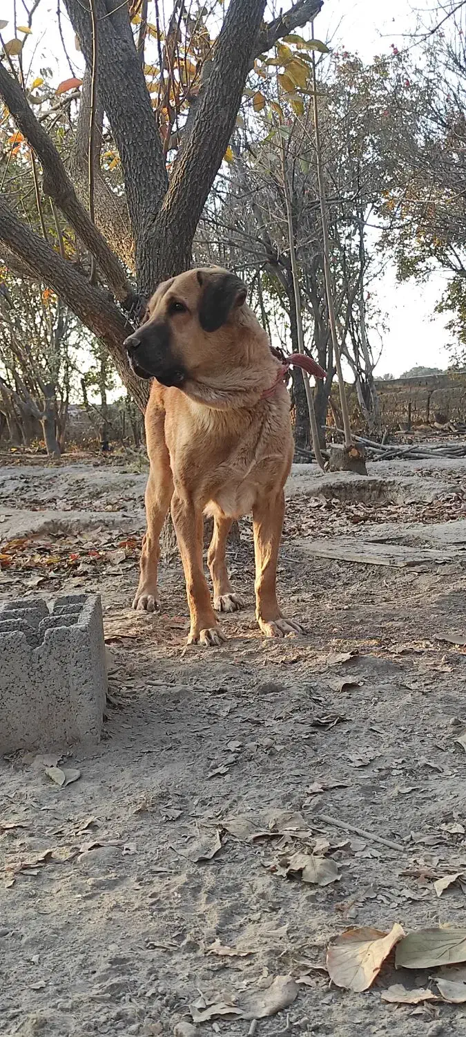 سگ ماده پژدر عراقی اصیل|سگ|رباط‌کریم, الارد|دیوار