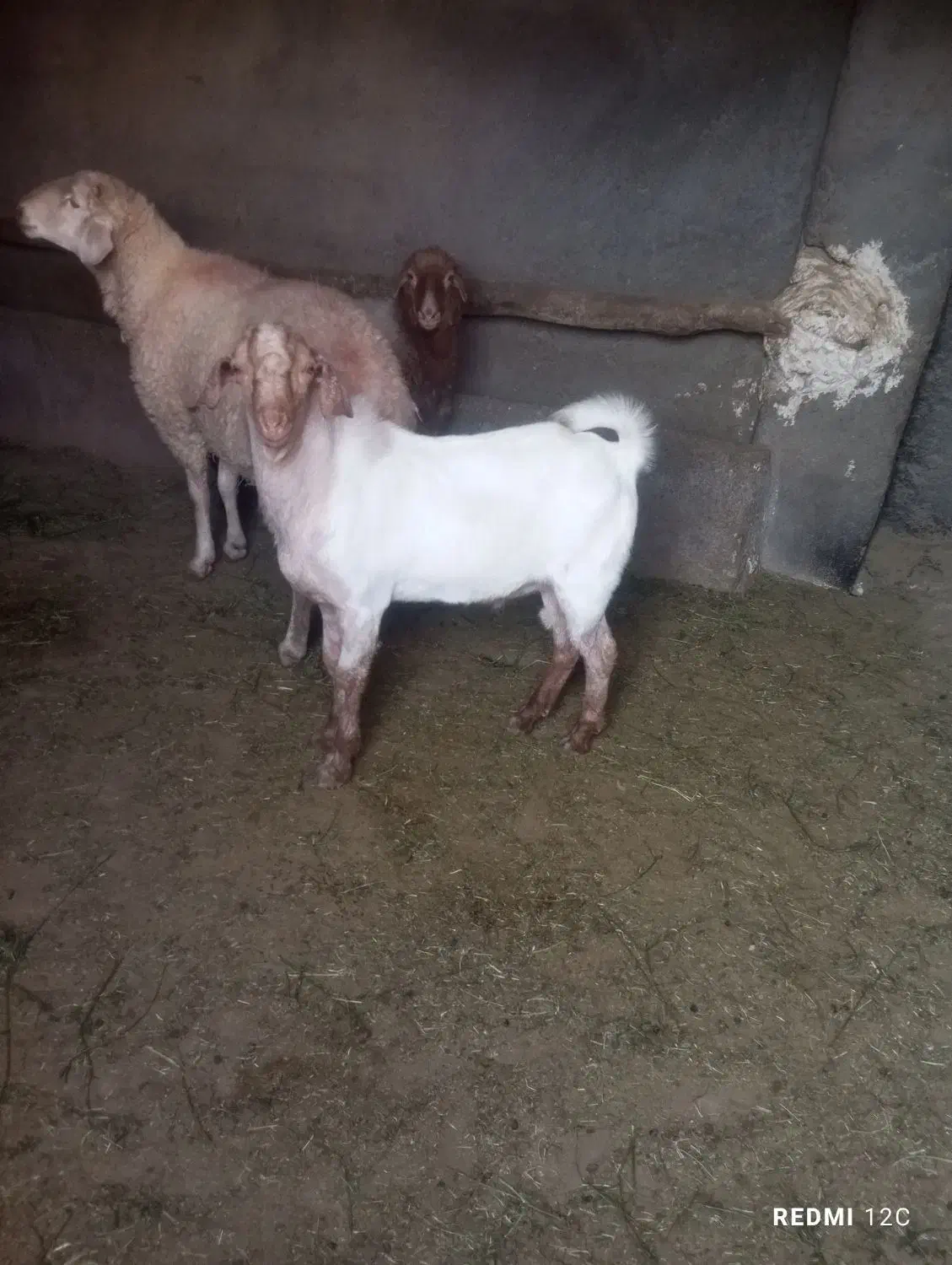 بزغاله دورگ سانن نر|حیوانات مزرعه|باخزر, |دیوار