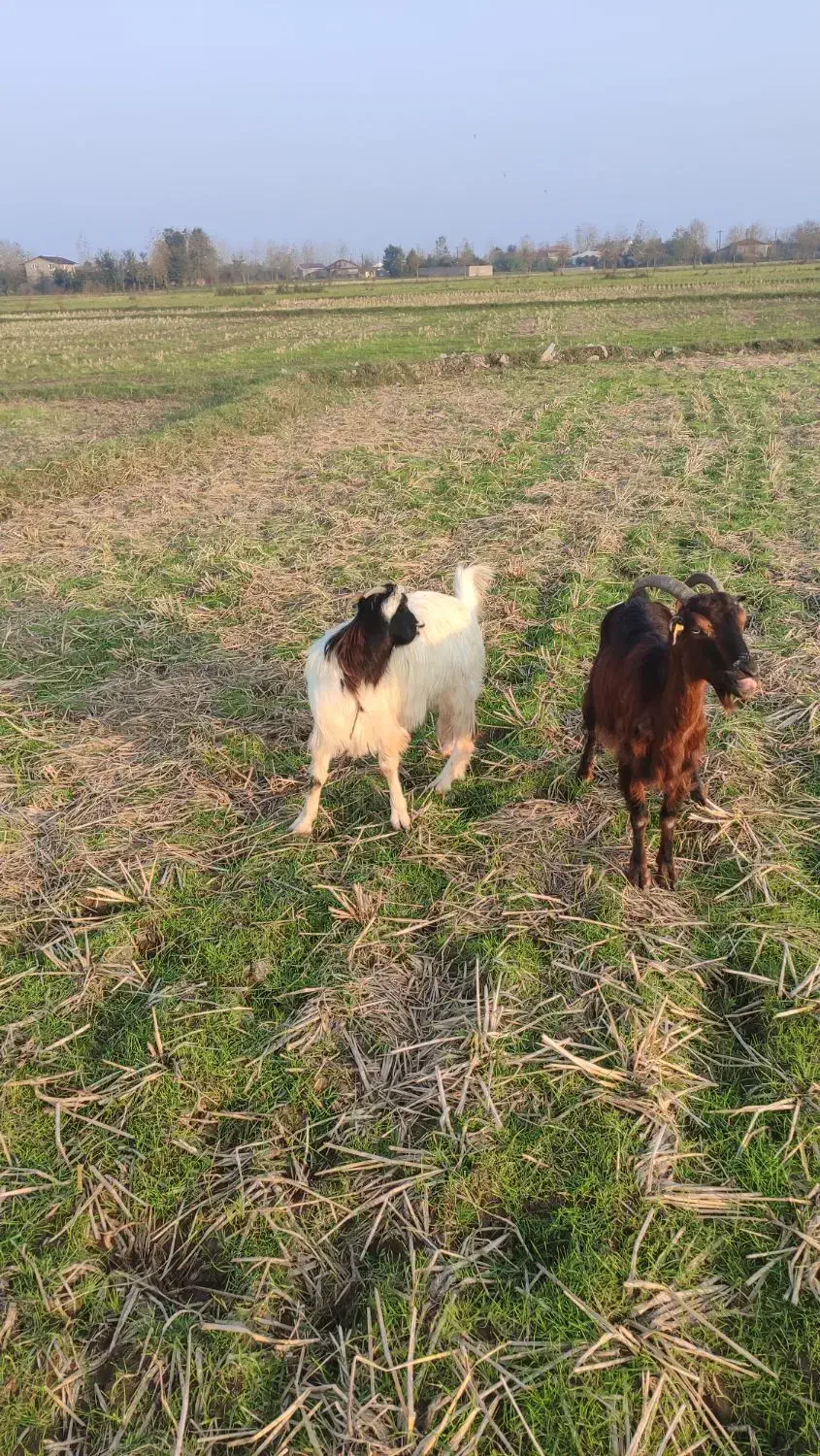 دو عدد بز ماده|حیوانات مزرعه|تولم شهر, |دیوار