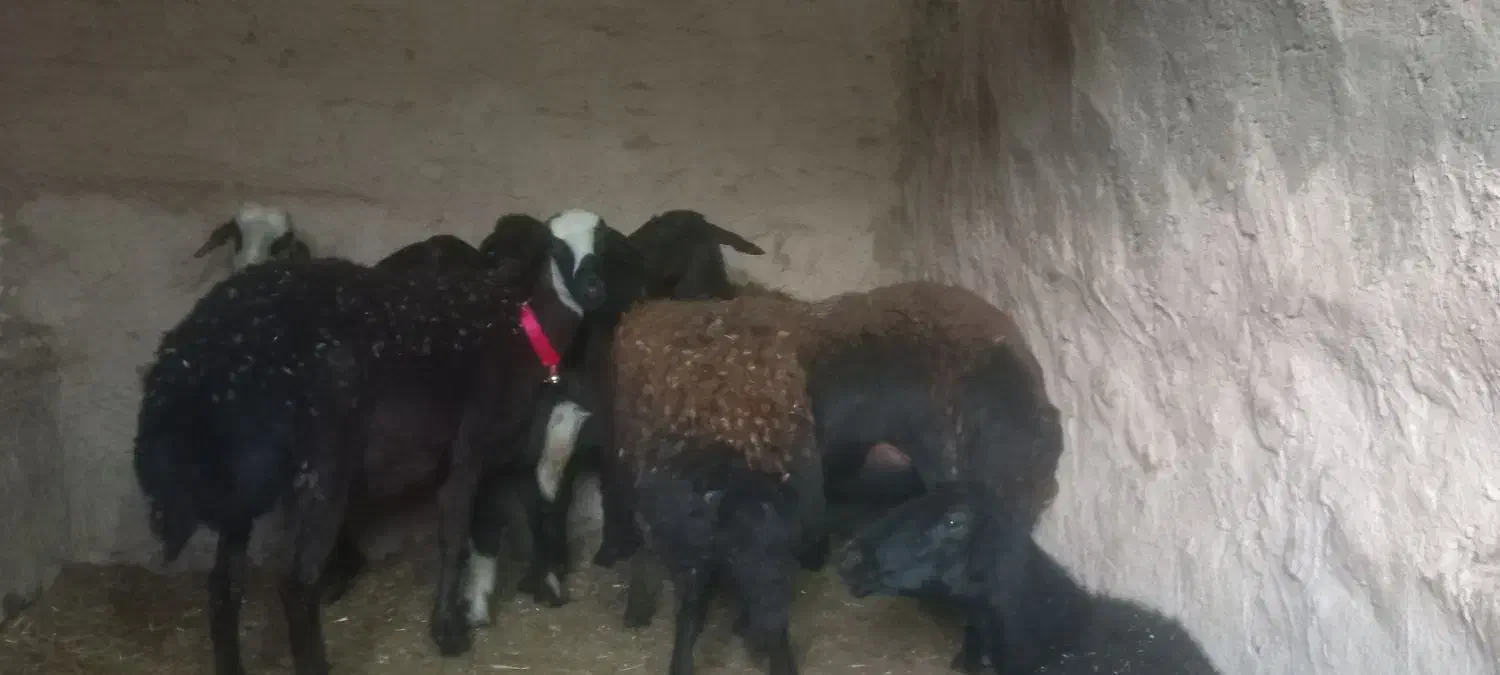 شیشک میش غزل افشار درجه یک|حیوانات مزرعه|داران, |دیوار