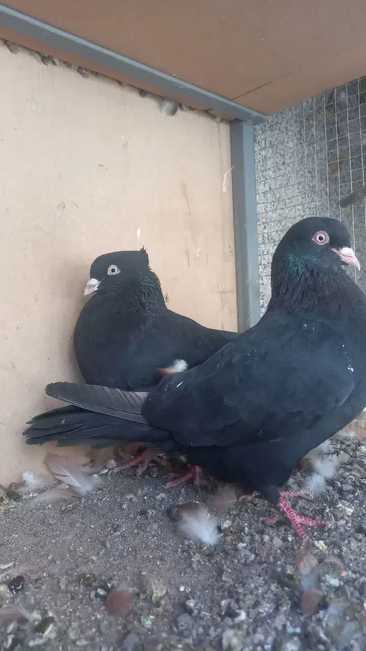 نر و ماده زاغ کلایی|پرنده|کرمان, |دیوار