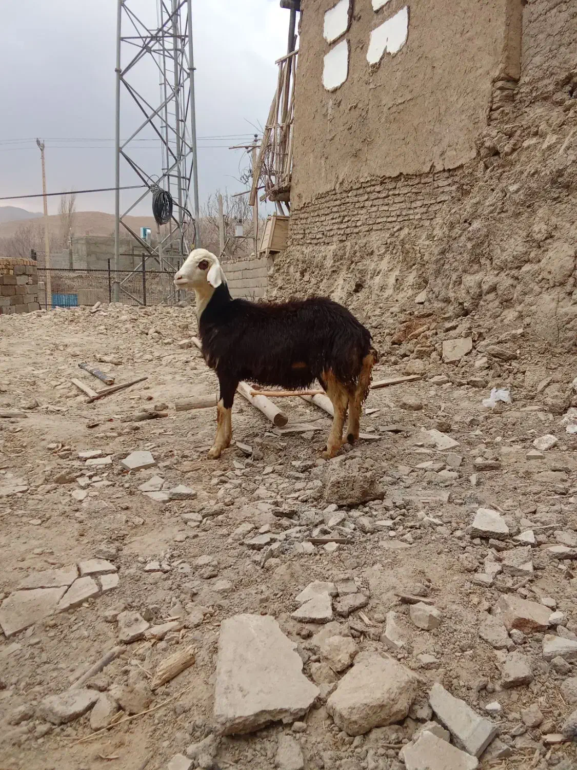 بره قوچ فروشی|حیوانات مزرعه|زند, |دیوار