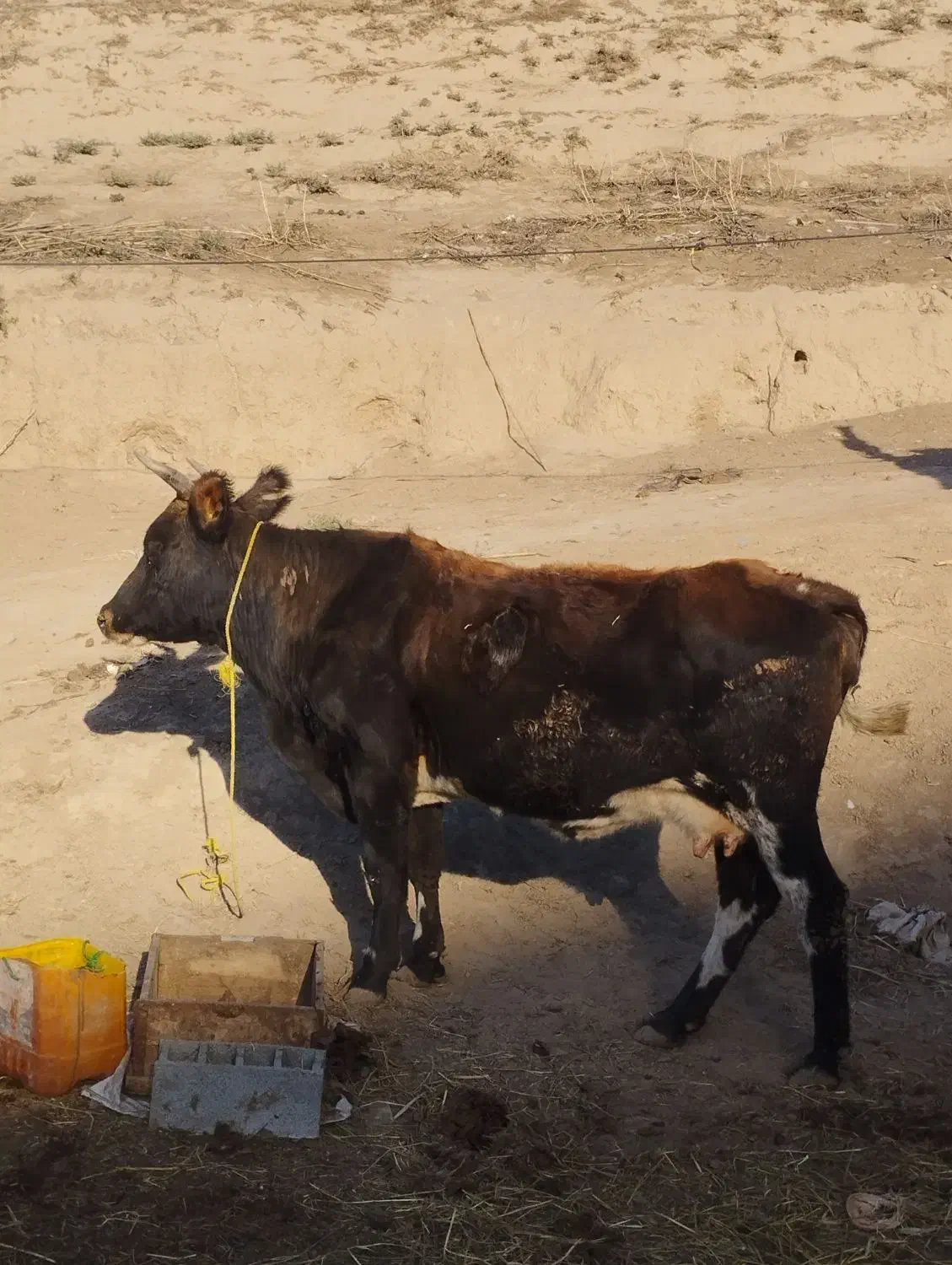 گاو آبستن 8ماه|حیوانات مزرعه|فراغی, |دیوار