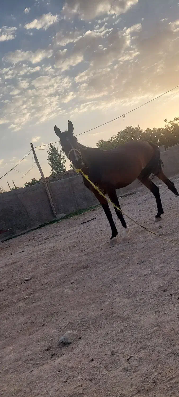 مادیان|اسب و تجهیزات اسب‌سواری|بروجرد, |دیوار