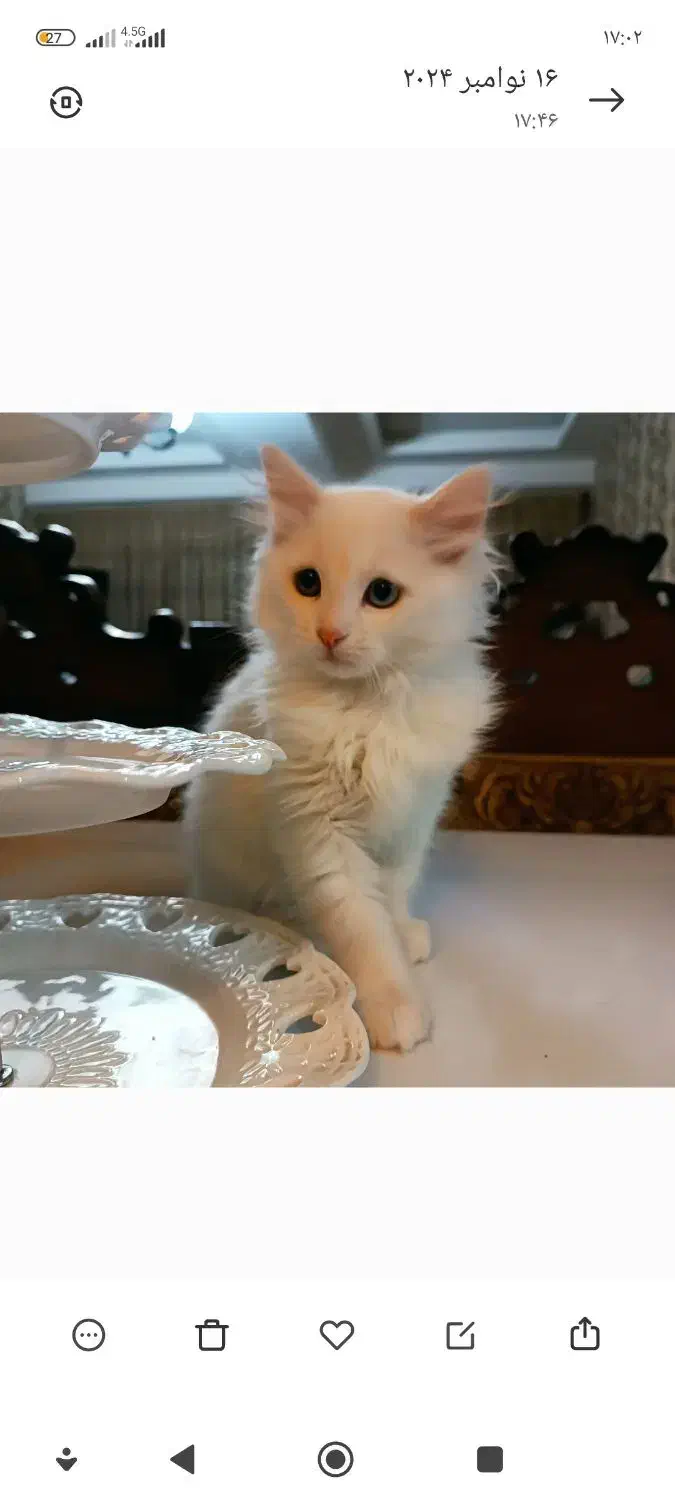 پرنسس خانم|گربه|تبریز, |دیوار